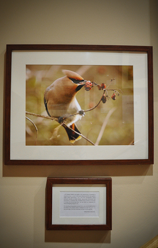Ashley Howe - Waxwing
