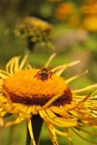 Bee collecting Nectar 