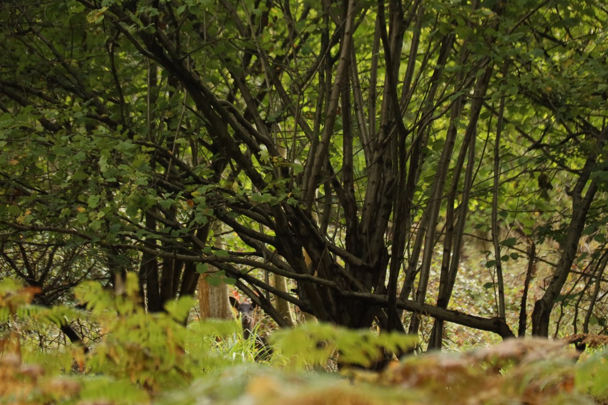 Why do we need to protect Ancient&nbsp;Woodland?