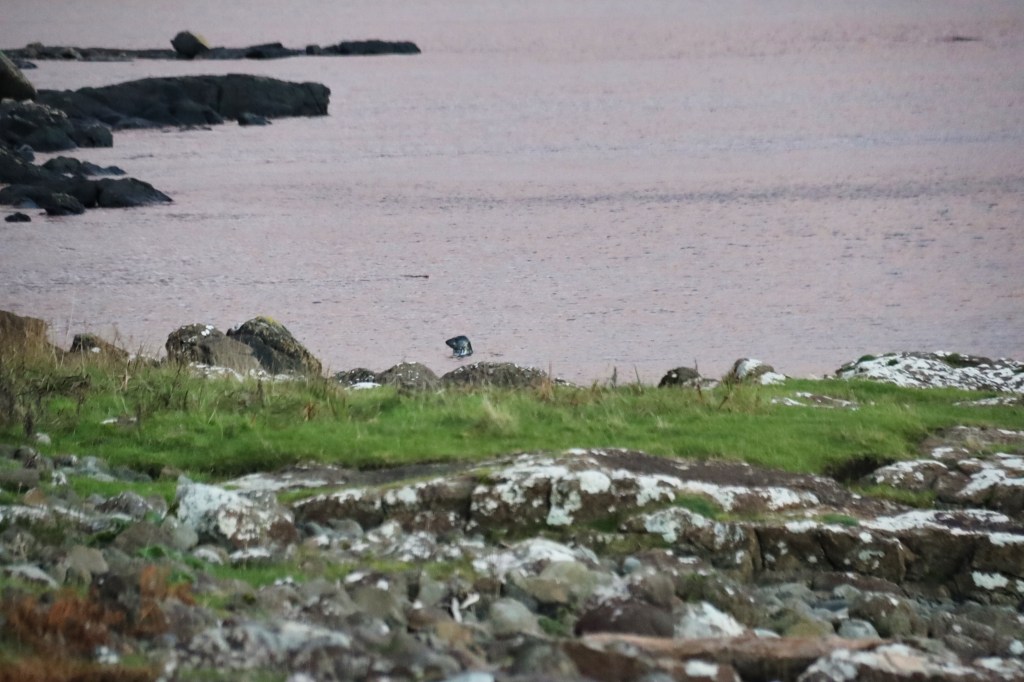 Common Seal in Calgary Bay