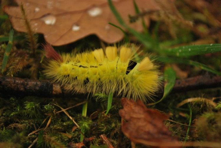 Pale Tussock caterpillar  (Calliteara pudibunda).