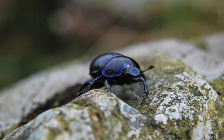 Dung beetle (Geotrupes stercorarius)