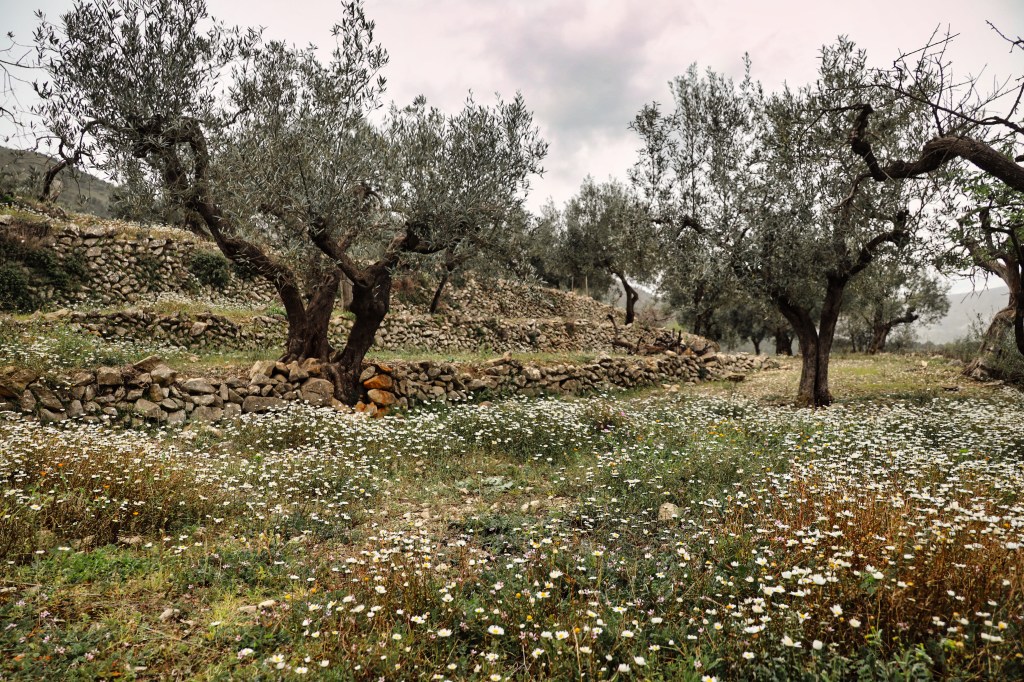 Castell de Castells olive groves 