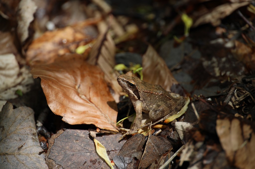 Wildlife of Thethi National Park