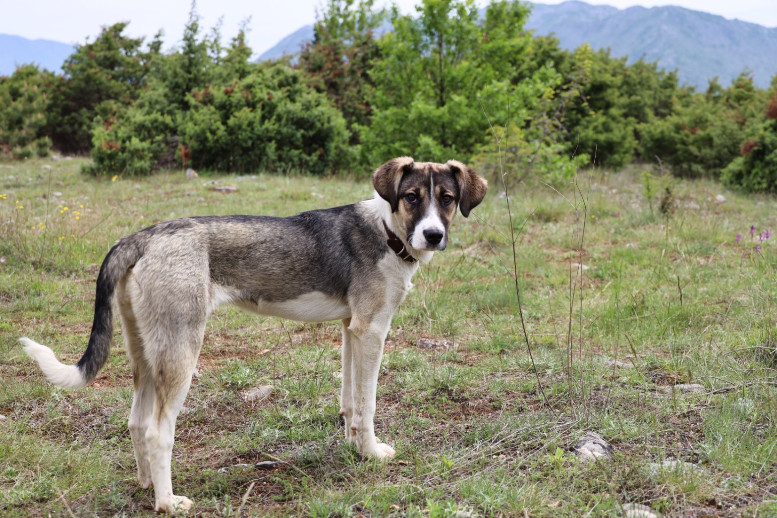 Alba, our stray dog from Albania