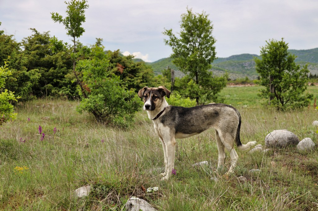 Alba our rescue dog from Albania.