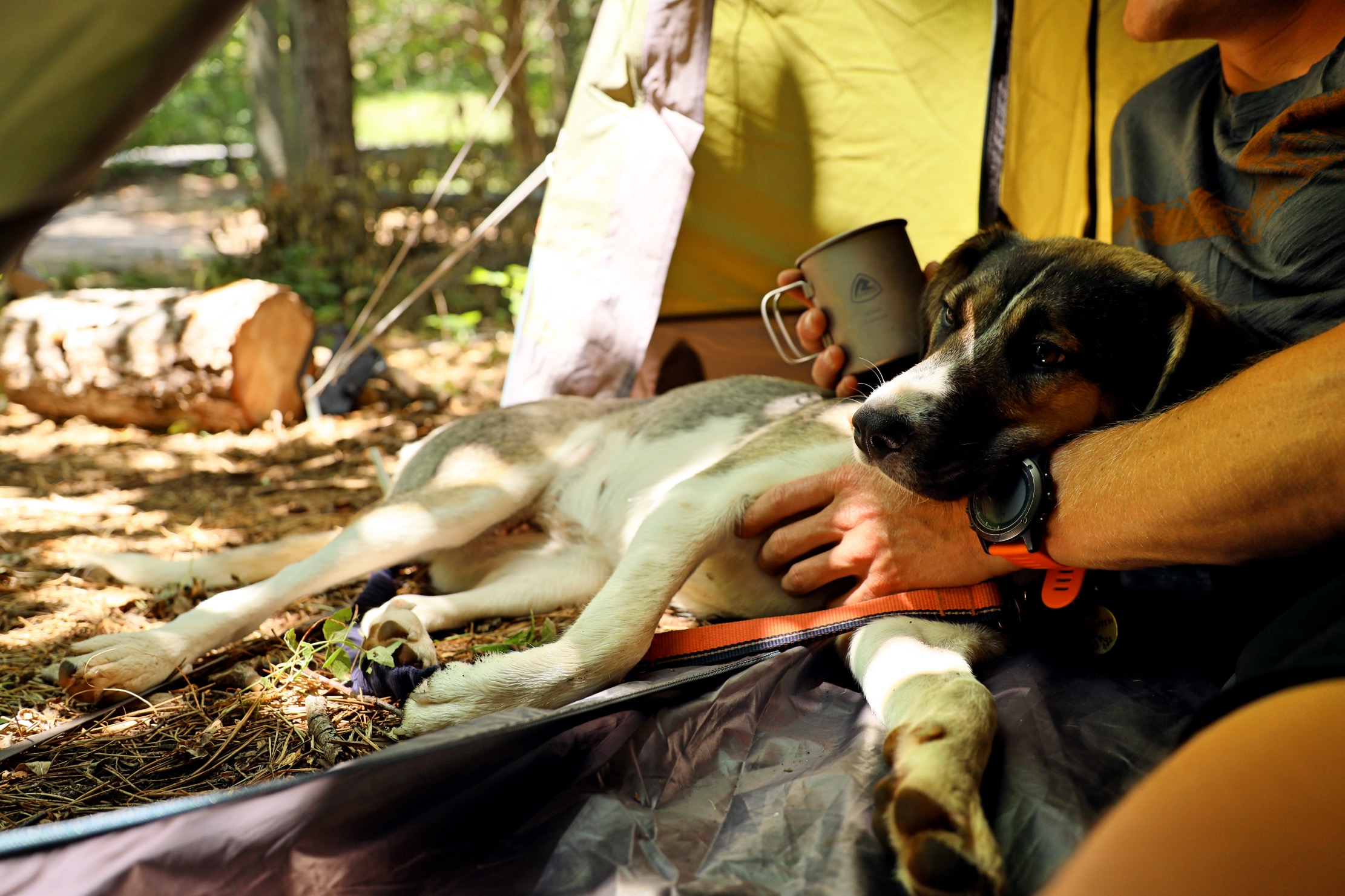 Robens Challenger 2 Person Tent Pet Friendly