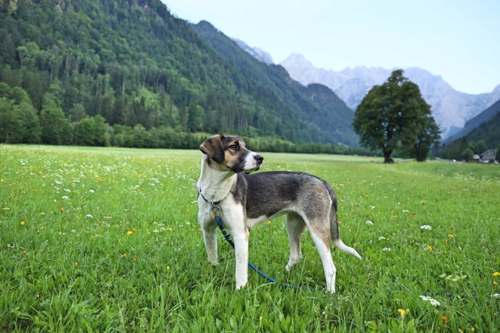 Alba two months since adoption. Enjoying the Slovenian countryside. 