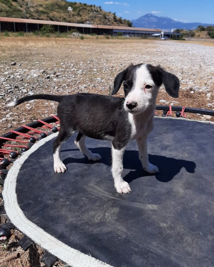 Animals Need Me, Shkoder. Stray dogs in Albania.